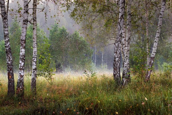 Березовая роща опушка