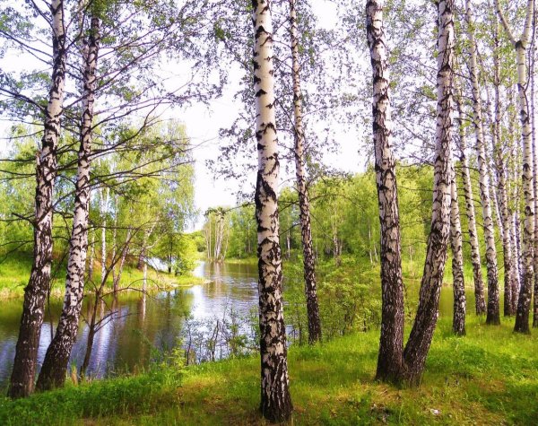 Березовая роща Сясьстрой