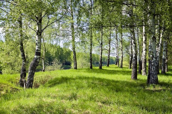 Березовая роща Подмосковье