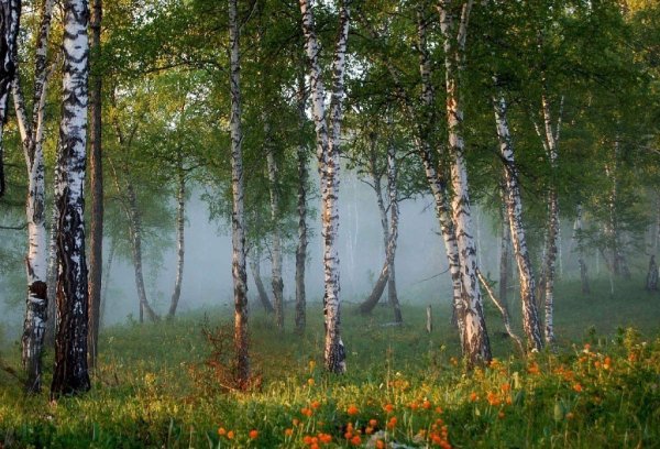 Красота березы