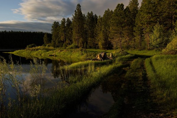 Леменка река лес