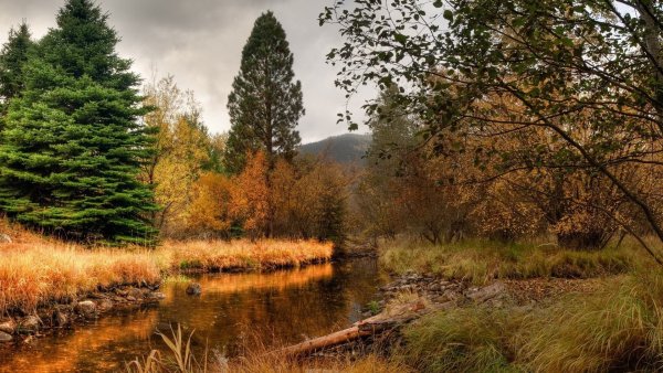 Лес около реки