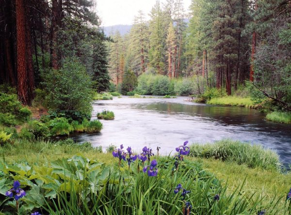 Лесная Поляна природа лес река