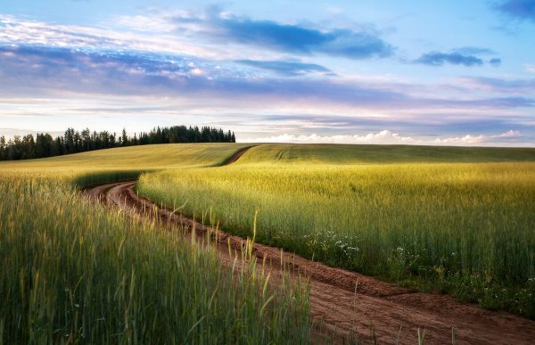 Поля Удмуртии