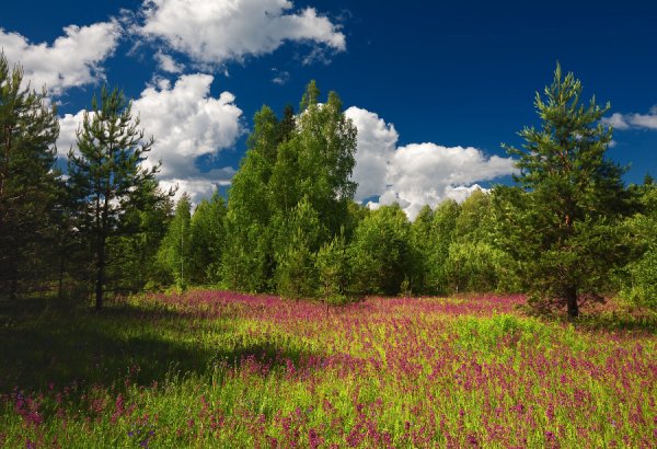 Лесная Поляна Удмуртия
