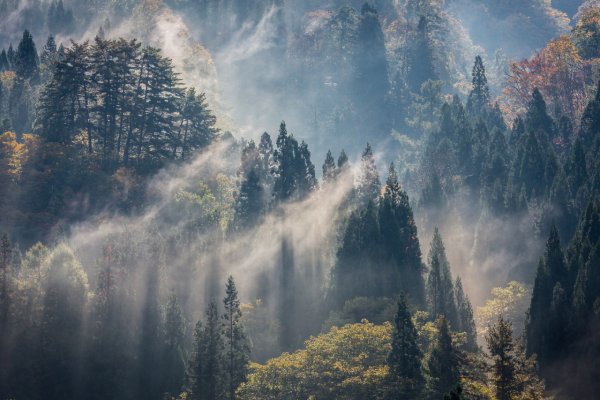 Туманный пейзаж