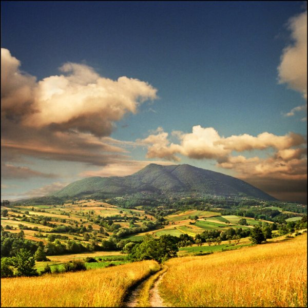 Сербия поля