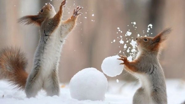 Доброе утро зима лес животные