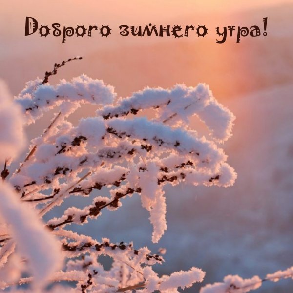 Животные радуются снегу