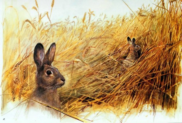 Животные rien Poortvliet