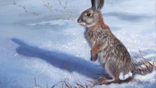 Заяц Беляк картина