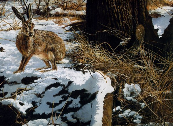 Животные весной в лесу