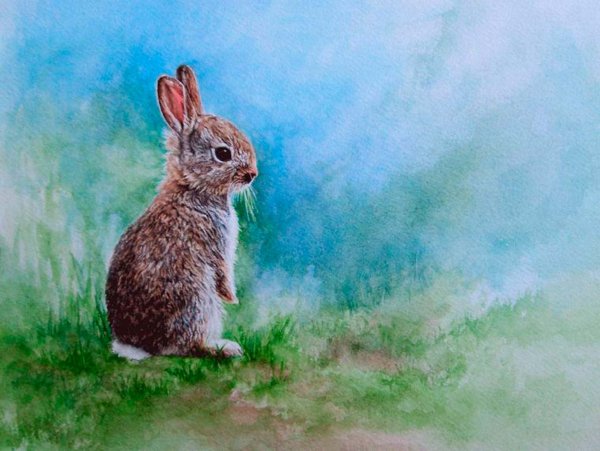 Заяц красками