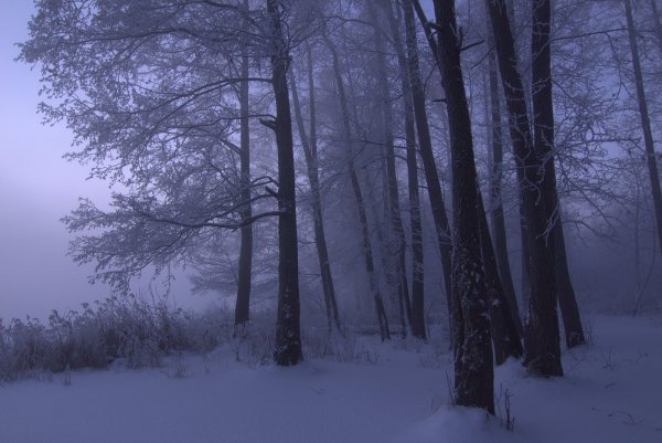 Темный зимний лес
