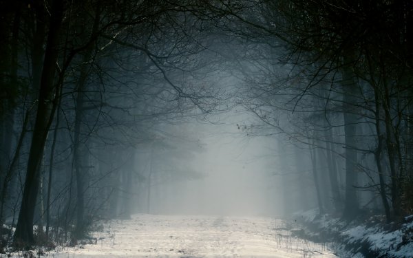 Мрачный зимний лес