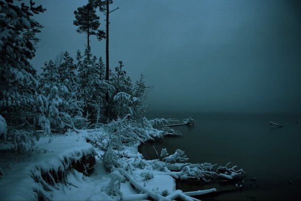 Зимний лес Сумерки