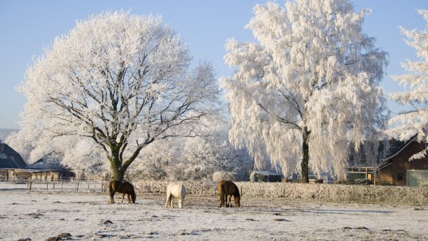 Лошади зима