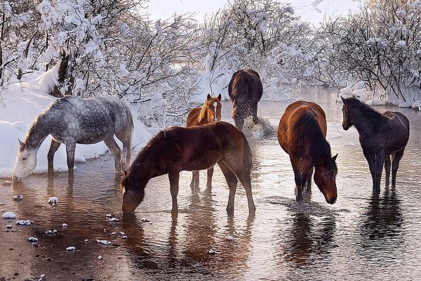 Кони на водопое Феофан Вакулюк