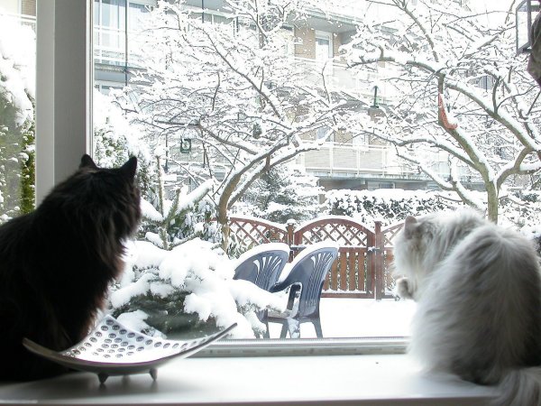 Зимнее вечернее окно