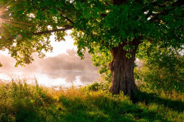 Дубы Генрих крола картина Эрмитаж