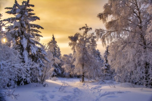 Зимой в лесу