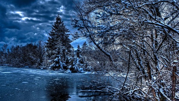 Зимний лес ночью