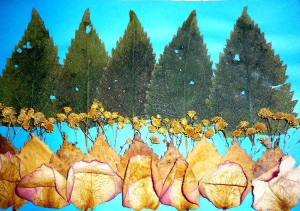 Осибана Пейзажная флористика