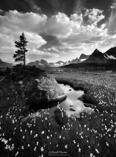 Энсел Истон Адамс