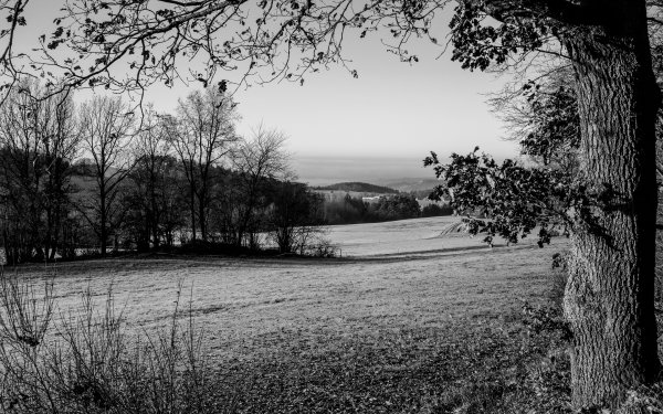 Монохромная живопись