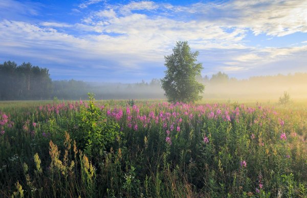 Июльское утро
