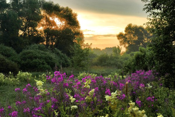 Июньское утро