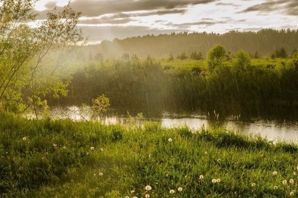 Природа летом дождь