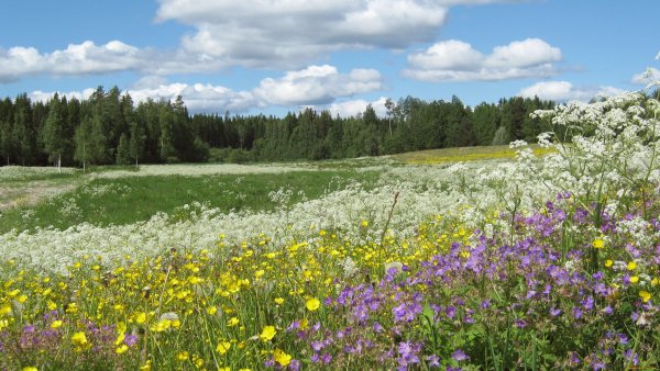 Природа Южного Урала Солнечная Поляна