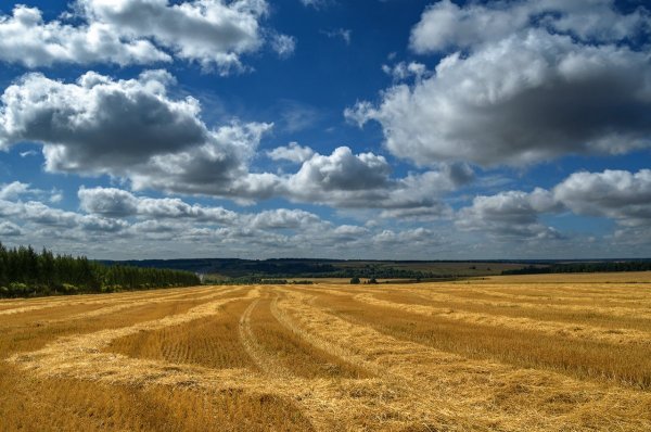 Среднерусская степь