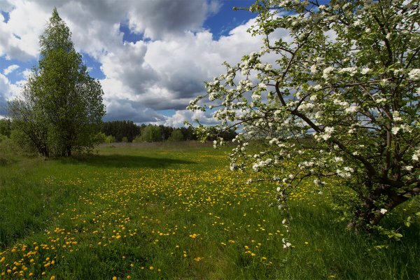 Весенний Майский пейзаж