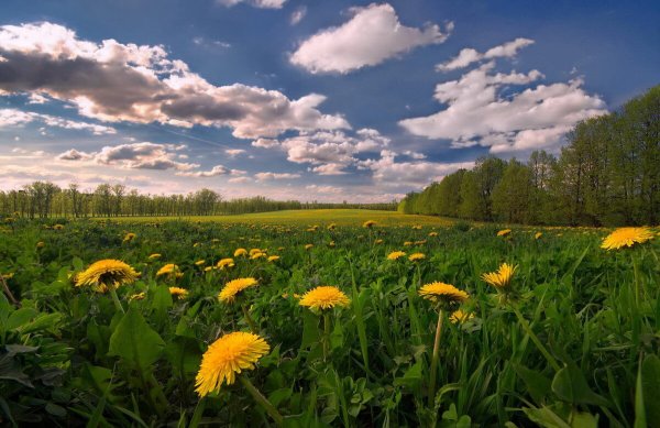 Майский пейзаж