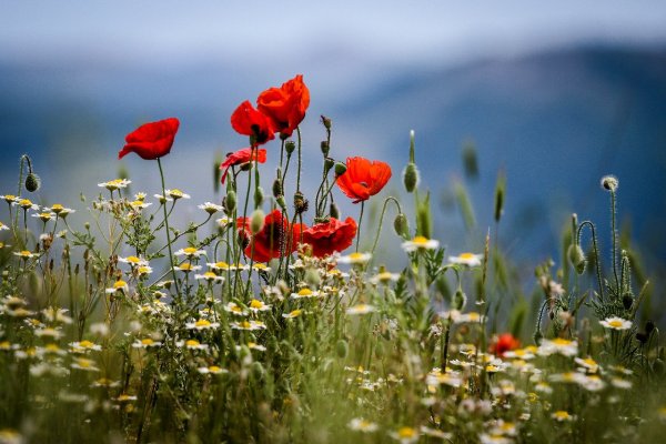 Конец мая природа