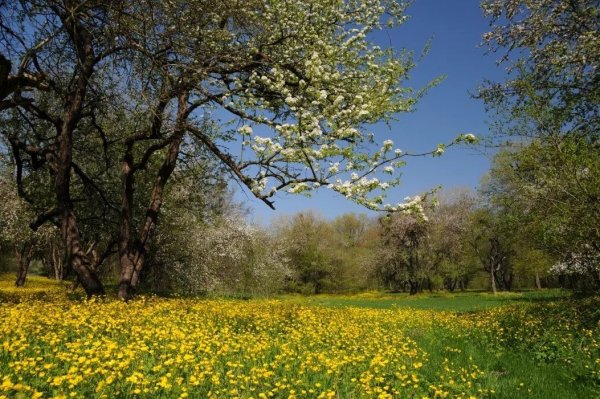 Конец мая природа