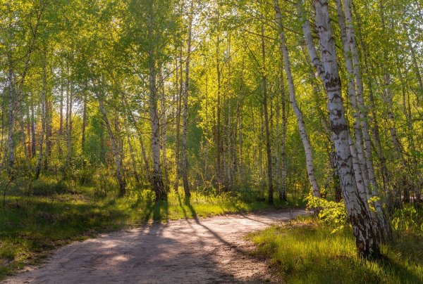 Березовая роща май