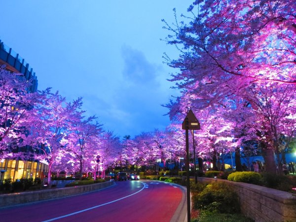 Токийская Токио Сакура