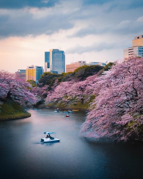 Япония Токио Сакура