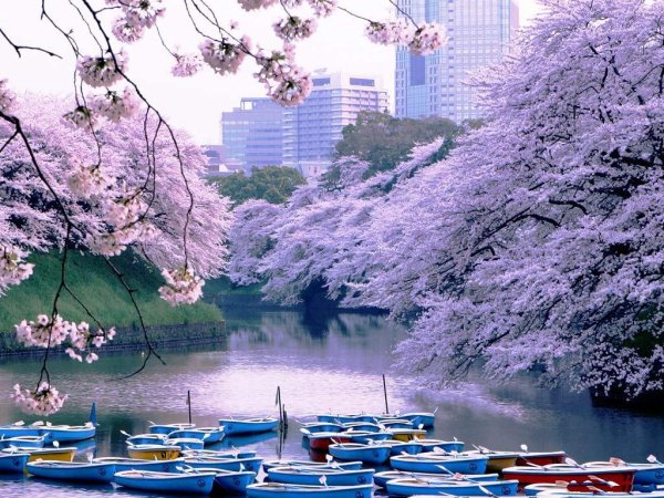 Осень в Японии Токио