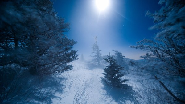 Зимний лес ночью