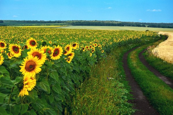 Роман Свередюк.