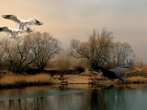 Пейзажи вода и птица