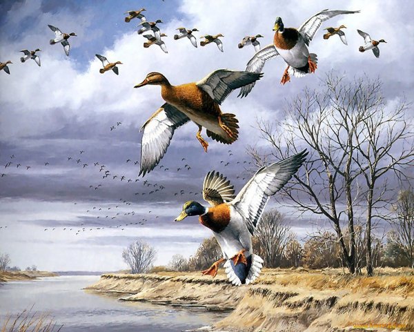 Весна утки прилетели