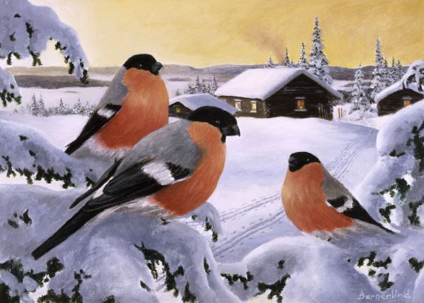 Картина Снегири на ветке