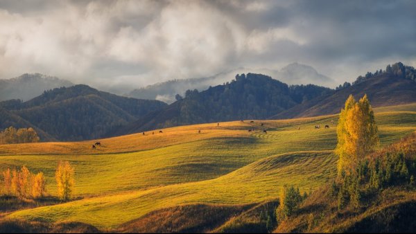Луга Алтая горный Алтай