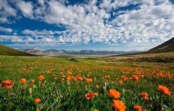 Степи Алтайского края