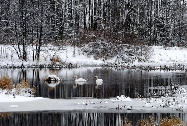 Декабрьский пейзаж